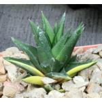 Haworthia cv Zogoneto 4-inch pots