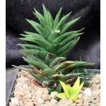 Haworthia cv Zogoneto 5-inch pots