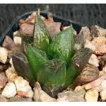Haworthia cv Legolas 2-inch pots