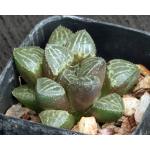 Haworthia cv Weird 2-inch pots