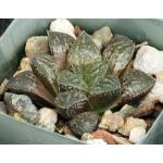 Haworthia cv No Se 2-inch pots