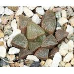 Haworthia cv Rainboard 4-inch pots