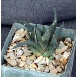 Haworthia scabra var. scabra (Oudtshoorn) 4-inch pots