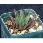 Haworthia vlokii (JDV 93-2) 3-inch pots