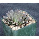 Haworthia aristata (MBB 6852) 4-inch pots