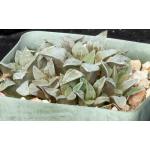 Haworthia magnifica (asperula form, GM 306) 5-inch pots