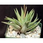 Haworthia attenuata (white variegate) 4-inch pots