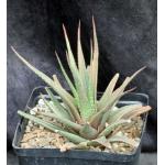 Haworthia attenuata var. radula (variegate) one-gallon pots