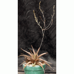 Haworthia attenuata var. radula (variegate) 6-inch pots