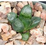 Haworthia bayeri var. laeta (GM 573) 2-inch pots