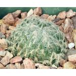 Haworthia bolusii var. bolusii 3-inch pots