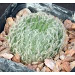 Haworthia bolusii var. bolusii (GM 555) 4-inch pots