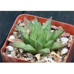 Haworthia cv breticula 4-inch pots
