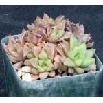 Haworthia caespitosa (IB 2869) 4-inch pots