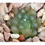 Haworthia cooperi var. truncata (MBB 386/70) 3-inch pots