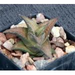 Haworthia coriacea (IB 6414) 2-inch pots