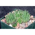 Haworthia cummingii (VDV1414) 4-inch pots