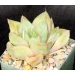 Haworthia cuspidata 4-inch pots