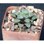 Haworthia cv Corazon 4-inch pots