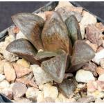 Haworthia cv Resplendent 4-inch pots