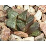 Haworthia cv Kiva 2-inch pots