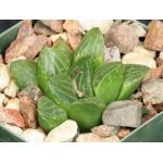 Haworthia cv Mea Culpa 2-inch pots