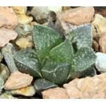 Haworthia cv No Se 2-inch pots