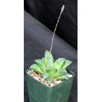 Haworthia cv Chunky 4-inch pots