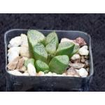 Haworthia cv Evil Stepmother 2-inch pots