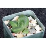Haworthia cv Toni 2-inch pots