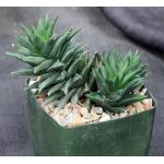 Haworthia cv Zogoneto 4-inch pots