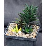 Haworthia cv Zogoneto (variegate) 5-inch pots