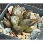 Haworthia cv Toni 2-inch pots