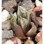 Haworthia cv Baile 2-inch pots