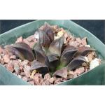 Haworthia cv ‘Chocolate‘ 5-inch pots