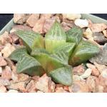 Haworthia cv Katie 4-inch pots