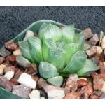 Haworthia cv Karla 4-inch pots