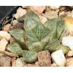 Haworthia cv Klaus 2-inch pots