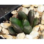 Haworthia cv Merry 2-inch pots