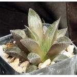 Haworthia cv OMG 2-inch pots