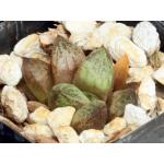 Haworthia cv Plagioclase 2-inch pots