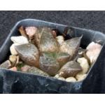 Haworthia cv Plagioclase 2-inch pots