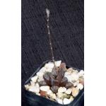 Haworthia cv Rad 2-inch pots