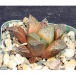 Haworthia cv Suavecito 2-inch pots