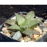 Haworthia cv Vensters 2-inch pots