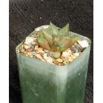 Haworthia cv Wicked 2-inch pots