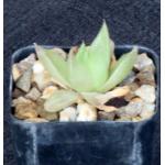 Haworthia cymbiformis var. setulifera (planifolia) 2-inch pots