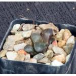 Haworthia emelyae var. emelyae (picta, GM 568) 2-inch pots