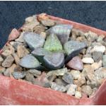 Haworthia emelyae var. emelyae (Mt Hope) 4-inch pots