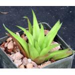 Haworthia floribunda var. major (GM 311B) 3-inch pots